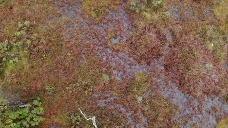 Drone-descending-towards-the-ground,-top-down-autumn-wetland-scene