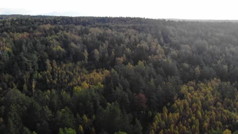 Drone-slow-pull-back-over-dense-autumn-forest-scene,-Agroforestry-Scene