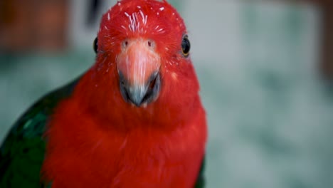 Male-Australian-King-Parrot-Curiously-Looking-Around-Its-Environment