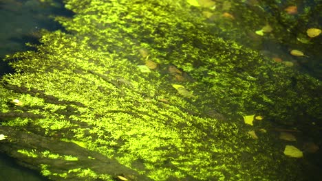 Green-algae-shining-under-clear-water-of-canal-filled-with-yellow-leaves-in-Autumn