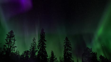 Aurora-Mit-Silhouettierten-Bäumen-Im-Vordergrund