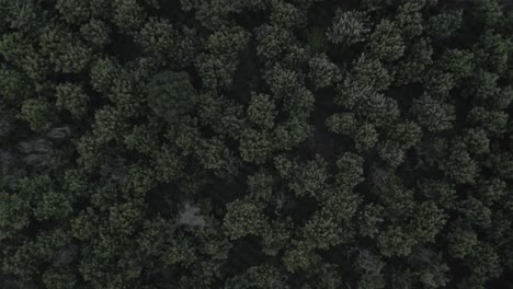 Drone-aerial-bird's-eye-view-of-trees,-wind-blowing-on-the-forest,-rotating-top-view-shot
