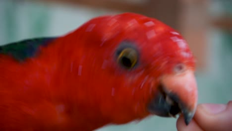 Male-Australian-King-Parrot-Taking-Seed-From-A-Person's-Hand