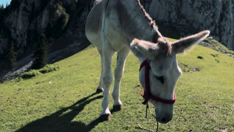 Tilt-down-camera-movement-showing-a-donkey-eating-grass-on-a-meadow-with-mountain-cliffs-in-the-background-at-Buila-Vanturarita-Carpathian-Mountains