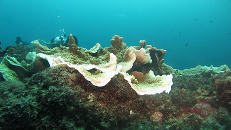 Taucher-Beobachten-Korallenwachstum