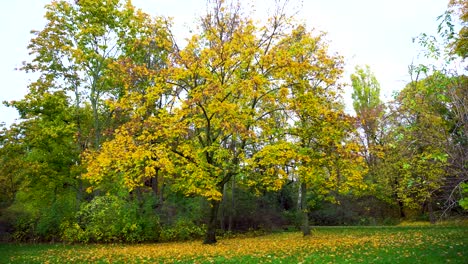 Idyllische-Landschaft-Des-Gelben-Baums-Im-Herbst-Mit-Goldenen-Blättern-Auf-Dem-Boden