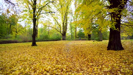 Beautiful-Golden-Autumn-Days-in-Yellow-Forest-with-Leaves-on-Ground
