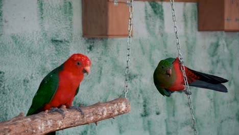 Pair-Of-Australian-King-Parrot-Resting-And-Playing-On-Swing-Inside-Aviary-Of-Zoo-In-Spain