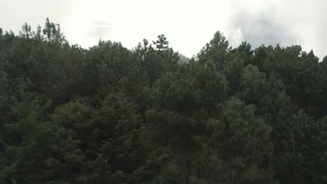 Drone-aerial-rising-shot-of-a-cloud-forest-with-tall-trees-during-a-foggy-day