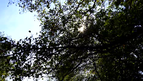 Sonnenstrahlen-Flackern-Im-Herbst-Durch-Zweige-Großer-Bäume-Am-Hellen-Himmel