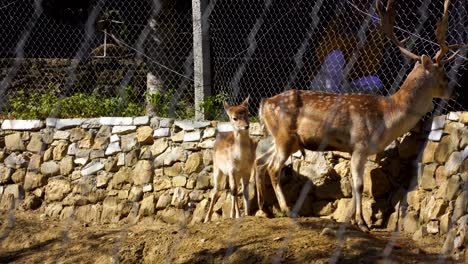 Deer-with-big-horns-and-his-little-one-stand-in-front-of-visitors-in-the-park-surrounded-by-fence
