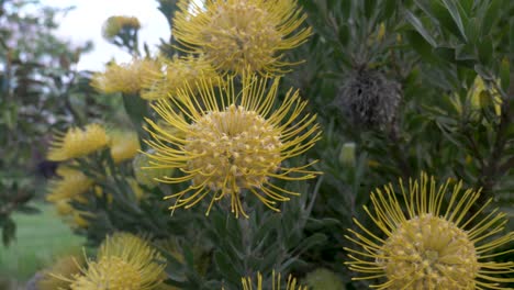 A-close-up-shot-of-a-native-Australian-plant-the-yellow-shady-lady-waratah