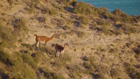 Beautiful-wild-Guanacos-by-the-Patagonian-Sea-on-a-sunny-day--mid-shot