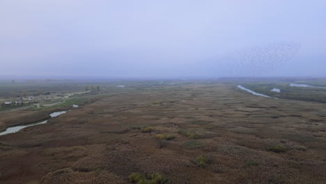 Aerial-drone-footage-of-a-foggy-riverside-covered-in-cattail-and-reed-bushes