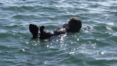California-sea-otter-back-floating-and-rolling-around-the-Kelp-forests-of-Moss-Landing-Harbor-in-Monterey-Bay,-Central-California