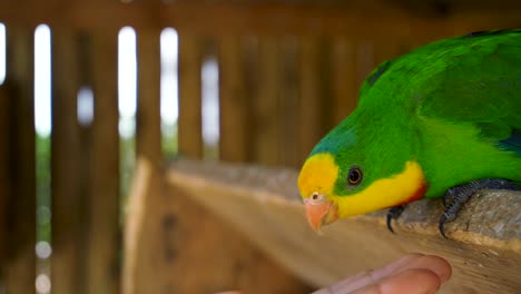 Male-Superb-Parrot-Chewing-And-Staring-At-The-Food-In-The-Man's-Hand