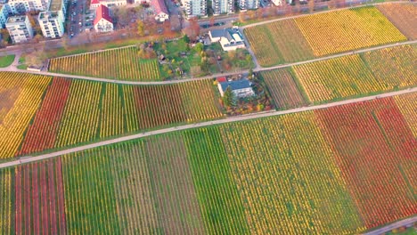 Aerial-descending-over-huge-colourful-vineyard-during-autumn-with-beautiful-colours-and-city-in-4k-in-Stuttgart-Germany