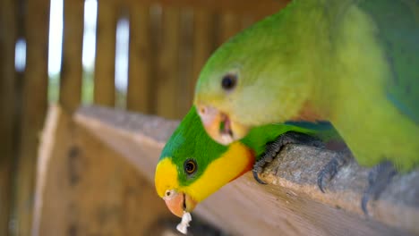 Pair-Of-Superb-Parrot-Eating-Seeds-From-A-Person-in-Spain