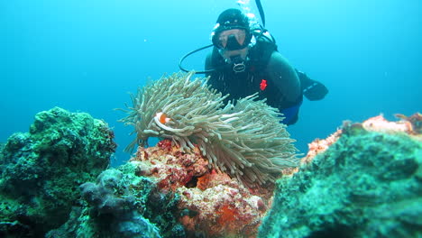 Buzo-Observando-Coloridos-Corales-De-Anémona-Con-Peces-Payaso-En-Filipinas