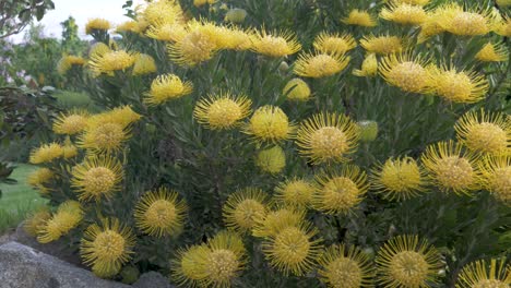A-slow-motion-wide-shot-of-Australian-native-plant-the-yellow-shady-lady-waratah