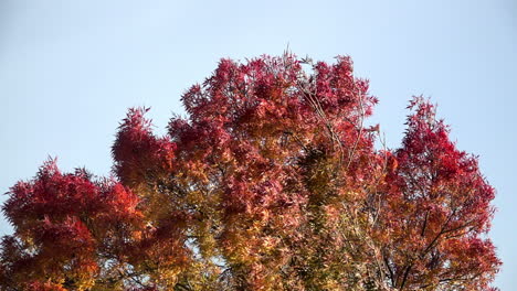 Slow-motion-of-yellow-and-burnt-red-leaves-on-a-tree-swaying-as-the-wind-blows-in-front-of-a-pale-blue-sky-on-a-clear,-bright-and-sunny-Autumn-day