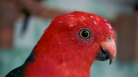 Male-King-Parrot-Bird-Eating-Seeds,-Feeding-By-A-Person's-Hand-In-Spain