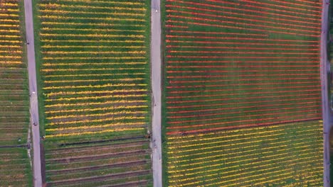 Aerial-top-down-view-flying-across-vineyard-during-autumn-with-beautiful-colours-on-mountain-in-4k-in-Stuttgart-Germany