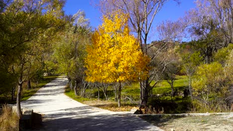 Herbstfarben-Im-Park-Mit-Gelben-Und-Braunen-Baumblättern,-Schönes-Laub