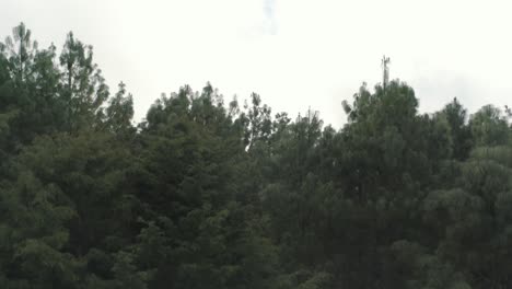 Drohnenantenne,-Aufsteigender-Schuss-Von-Hohen-Bäumen-In-Einem-Nebligen-Grünen-Wald