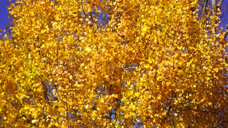 Golden-leaves-shaken-by-the-light-breeze-on-bright-blue-sky-background-at-Autumn-morning