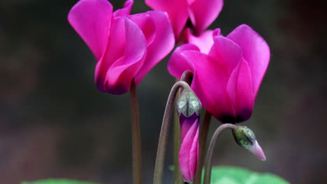 The-bud-of-a-Cyclamen-flower-opens-in-time-lapse-motion