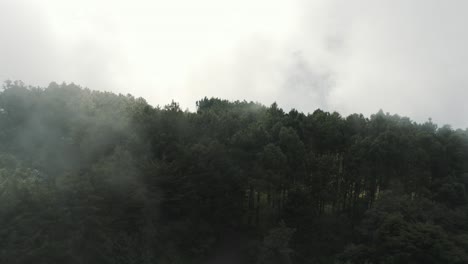 Drone-aerial-flying-over-cloud-forest-with-tall-trees-in-Guatemala-during-a-foggy-day