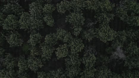 Drone-aerial-rising-top-view-shot-of-the-green-forest