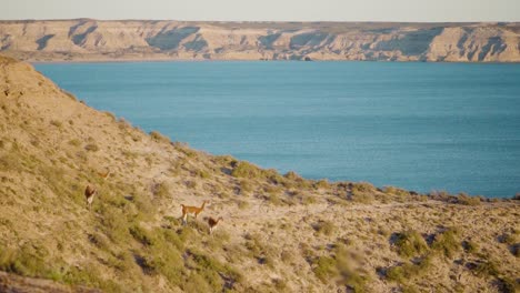 Guanacos-On-The-Grassy-Hill-By-The-Sea-In-Patagonia,-Argentina---wide-shot,-slow-motion