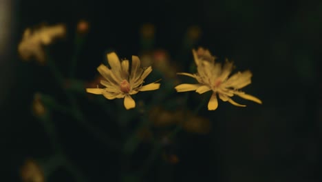 Bogen-Linke-Kamerabewegung,-Die-Einige-Gelbe-Wildblumen-Mit-Einem-Verschwommenen-Hintergrund-Zeigt