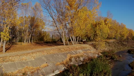 Panoramic-path-alongside-canal-and-poplar-trees-with-yellow-leaves,-man-riding-horse