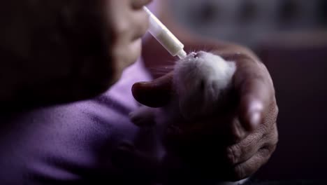 Close-up-view-of-an-older-caucasian-woman-feeding-baby-bunny-with-milk-in-the-syringe
