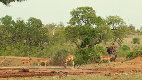 A-group-of-old-buffalo-males-walking-towards-a-waterhole-startling-a-herd-of-impalas,-Kruger-National-Park