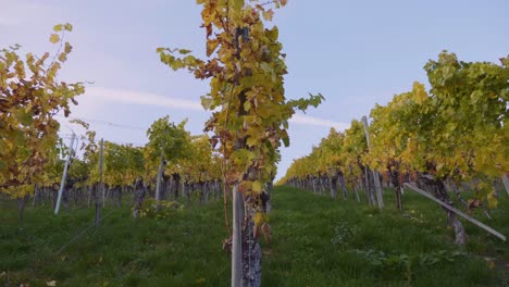 Walking-sideways-alongside-big-colourful-vineyard-and-grapevines-during-autumn-in-Bordeaux,-France-in-4k