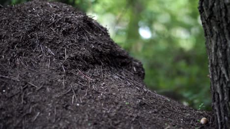 Huge-black-ant-nest-in-the-forest