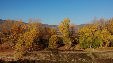 Forest-with-yellow-poplars-alongside-planted-parcels-near-village-at-Autumn-morning