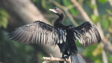 Cormorant-open-wings-..--