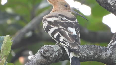 Hoopoes-in-tree-and-chilling-