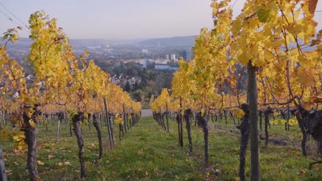 Walking-forward-through-huge-colourful-vineyard-and-grapevines-during-autumn-and-sunset-in-Stuttgart,-Germany-in-4k