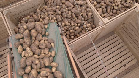 Potato-crop-being-stored-into-wooden-crate-by-conveyor-belt