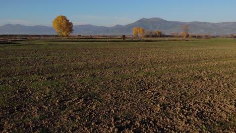 Land-with-freshly-planted-green-wheat-on-a-sunny-Autumn-say-in-field-of-Korca,-Albania