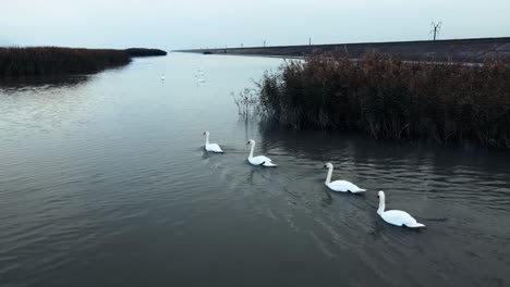 Primer-Plano-De-Un-Grupo-De-Cisnes-Nadando-Cerca-De-Un-Arbusto-De-Caña-Y-Totora-En-Un-Río