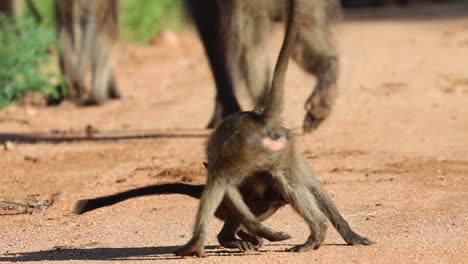 Dos-Bebés-Babuinos-Retozando-En-La-Arena-En-El-Parque-Nacional-Kruger