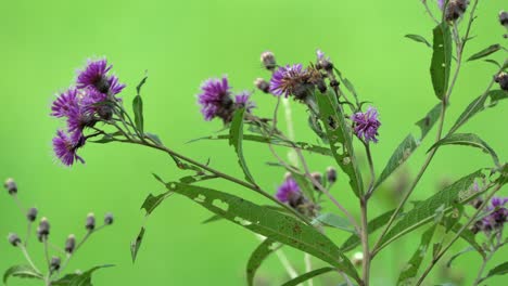Einige-Violette-Blumen,-Die-Im-Sommer-In-Der-Brise-Der-Natur-Wehen