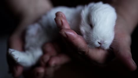 Older-caucasian-woman-holding-an-adorable-little-bunny-in-her-hands